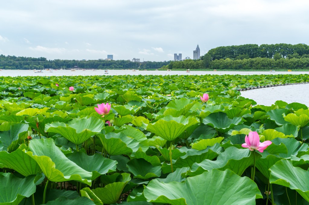 T5193 Lotus Watching at Xuanwu Lake,&nbsp;Nanjing