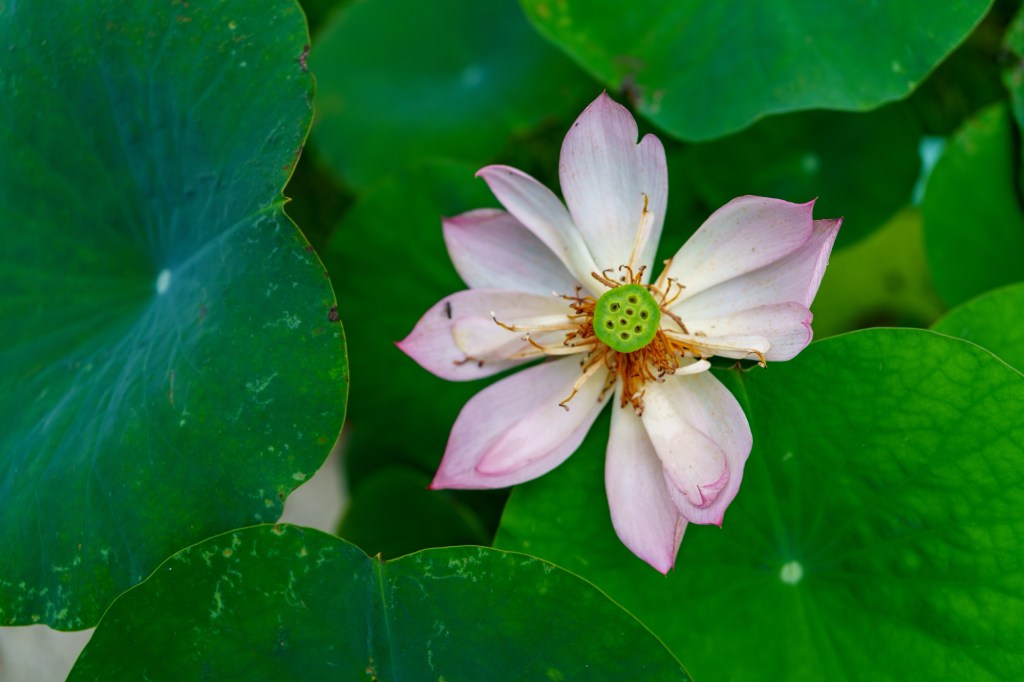 T5193 南京.玄武湖观荷